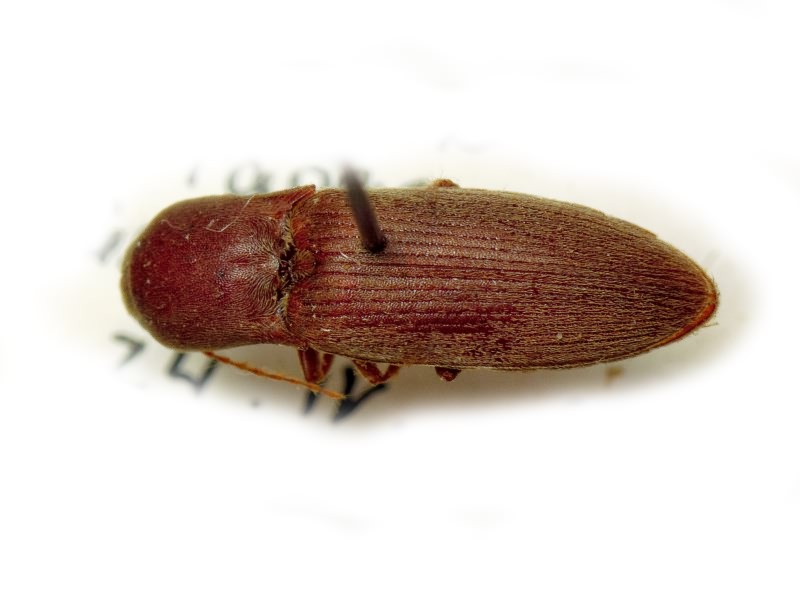 Agriotes meticulosus Candeze, 1863